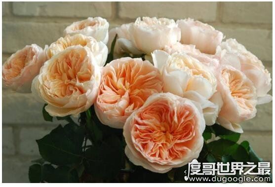 最贵的朱丽叶花坛多少钱，价值300万英镑(观赏性极高的珍惜植物)