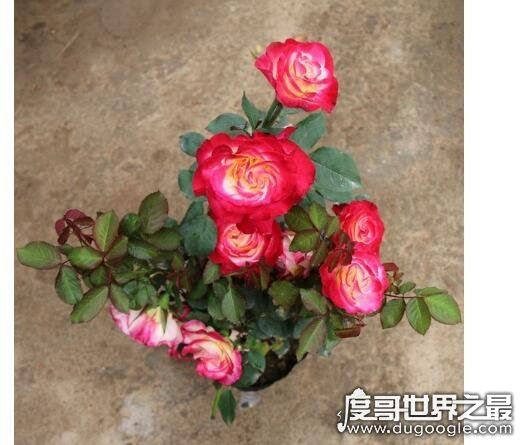 最贵的朱丽叶花坛多少钱,价值300万英镑(观赏性极高的珍惜植物)
