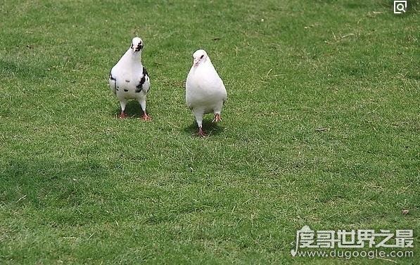 鸽子血纹身被称为隐形纹身,在饮酒或情绪激动时会变成红色