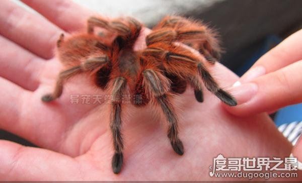 漂亮的智利火玫瑰蜘蛛，最受欢迎的宠物蜘蛛(温顺/毒性小)