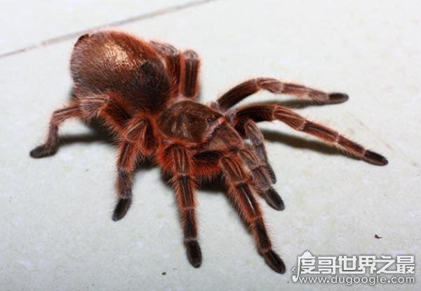 漂亮的智利火玫瑰蜘蛛,最受欢迎的宠物蜘蛛(温顺/毒性小)