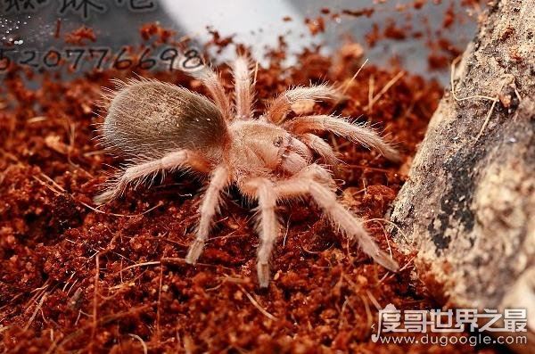 漂亮的智利火玫瑰蜘蛛，最受欢迎的宠物蜘蛛(温顺/毒性小)