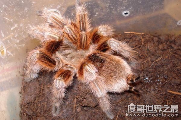 漂亮的智利火玫瑰蜘蛛,最受欢迎的宠物蜘蛛(温顺/毒性小)