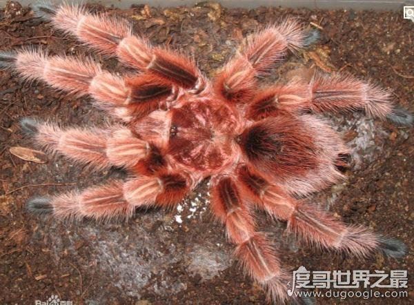 漂亮的智利火玫瑰蜘蛛，最受欢迎的宠物蜘蛛(温顺/毒性小)