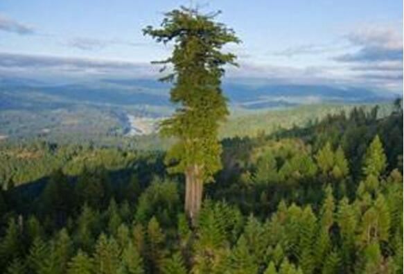 世界十大植物之最,世界上最高的树高156米(相当于50层楼)