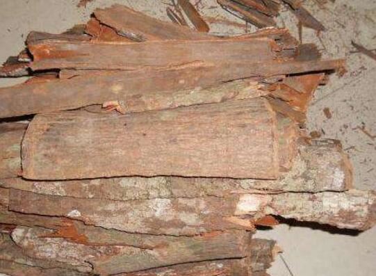 世界十大植物之最，世界上最高的树高156米(相当于50层楼)