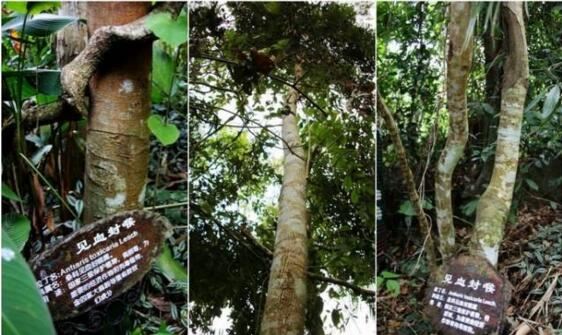 世界十大植物之最,世界上最高的树高156米(相当于50层楼)