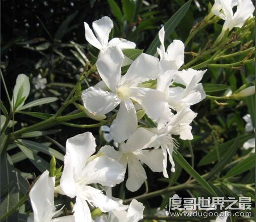 世界十大植物之最，世界上最高的树高156米(相当于50层楼)