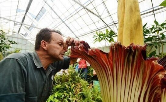 世界十大植物之最,世界上最高的树高156米(相当于50层楼)