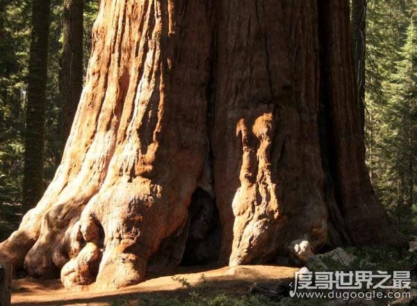 世界十大植物之最，世界上最高的树高156米(相当于50层楼)