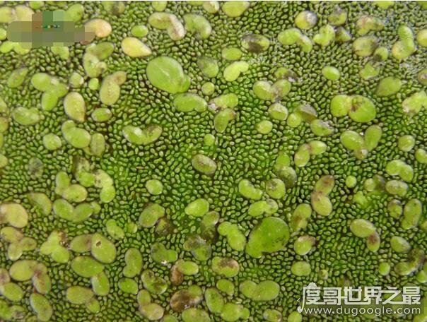 世界十大植物之最,世界上最高的树高156米(相当于50层楼)