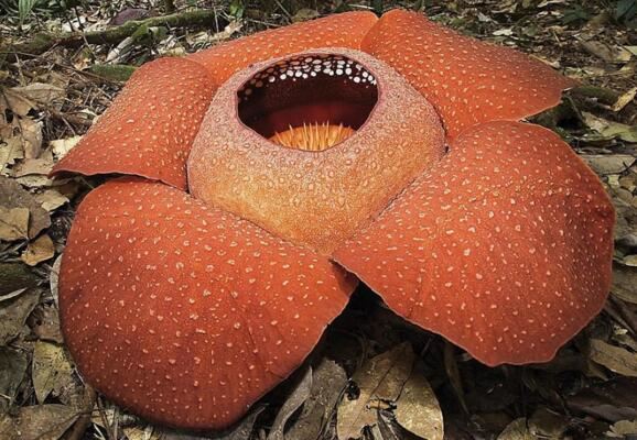 世界十大植物之最，世界上最高的树高156米(相当于50层楼)