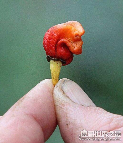 世界十大植物之最，世界上最高的树高156米(相当于50层楼)