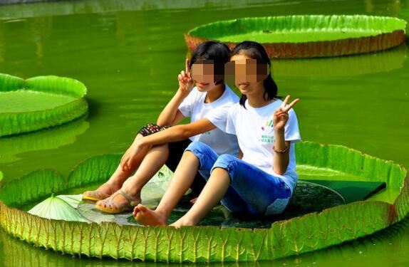 世界十大植物之最,世界上最高的树高156米(相当于50层楼)