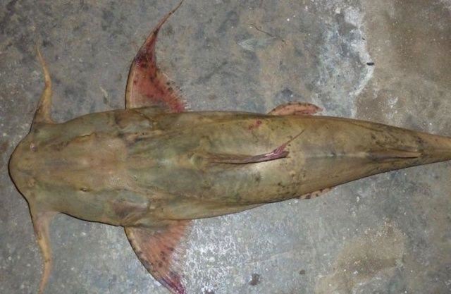 世界第一巨鱼，坦克鸭嘴鱼吞食人类半熟尸体(体长可达5米)