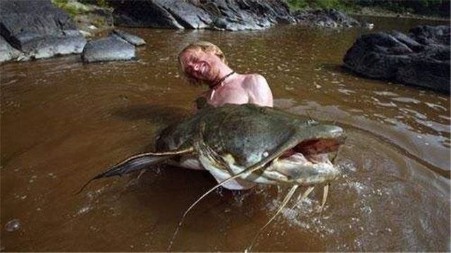 世界第一巨鱼，坦克鸭嘴鱼吞食人类半熟尸体(体长可达5米)