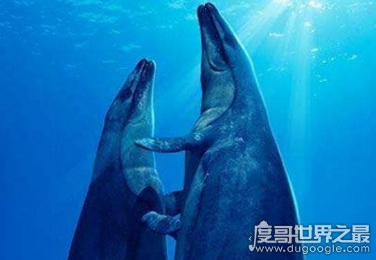史前顶级掠食者,梅氏利维坦鲸(长达17米/重65吨)