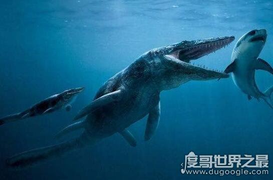 史前顶级掠食者，梅氏利维坦鲸(长达17米/重65吨)