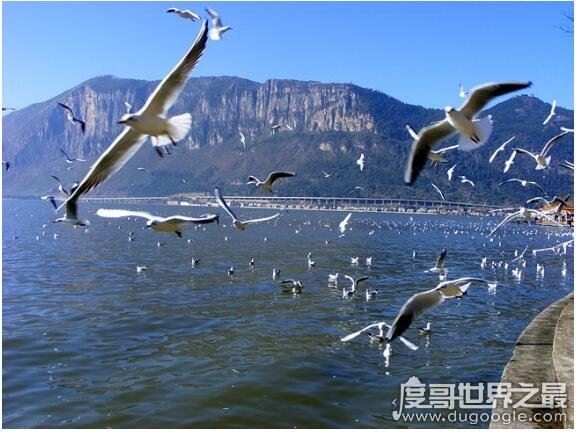 春城是哪个城市,是昆明的别称(云南省会城市)