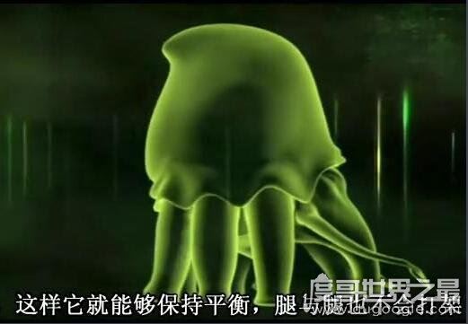 地球2亿年后的生物,大王陆鱿(高8米/能在陆地行走)