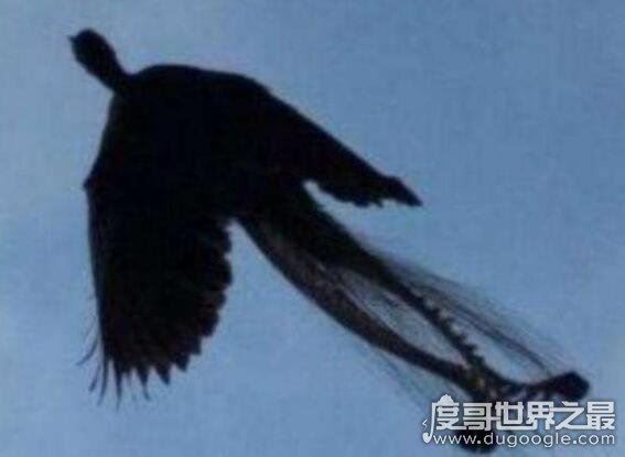世界上最后一只神兽，黑龙江村民拍到凤凰神兽(真实图片)