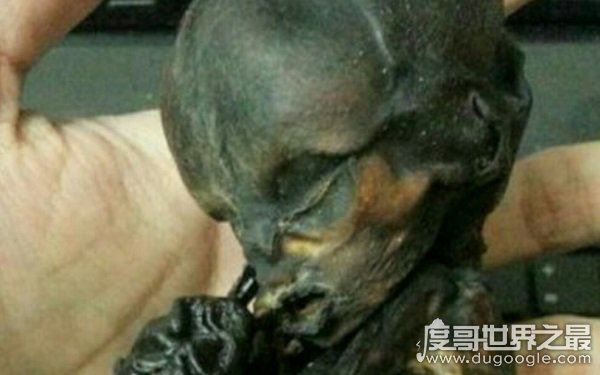 明星养小鬼什么意思，为红而请鬼养运（一种迷信说法）