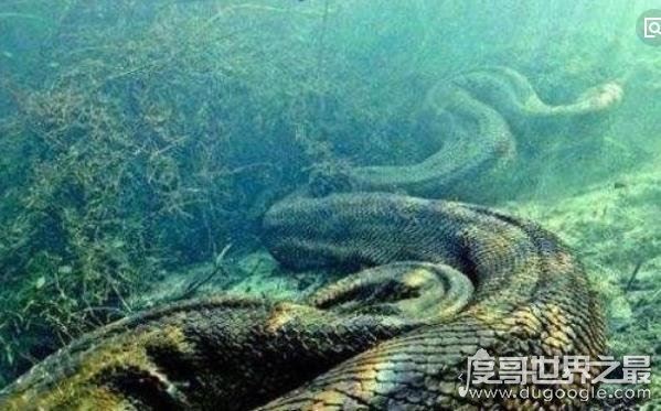 世界上最长的蛇(长500米)红海巨蟒,杀害600人出动军队捕获
