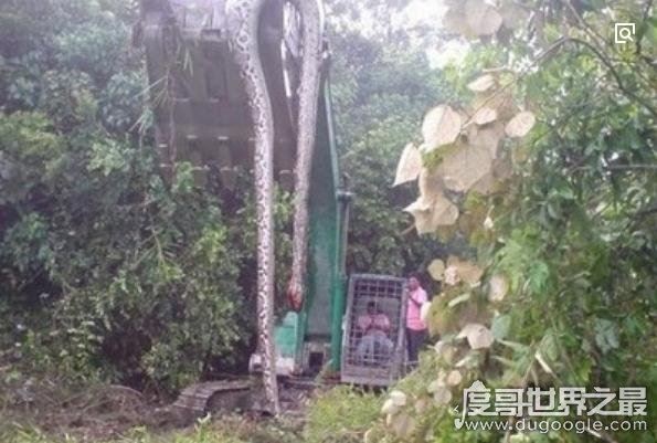 世界上最长的蛇(长500米)红海巨蟒，杀害600人出动军队捕获