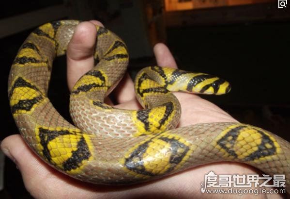 世界上最长的蛇(长500米)红海巨蟒,杀害600人出动军队捕获