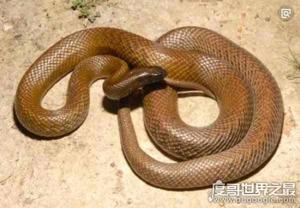 世界上最长的蛇(长500米)红海巨蟒,杀害600人出动军队捕获