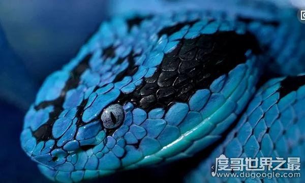 世界上最长的蛇(长500米)红海巨蟒，杀害600人出动军队捕获