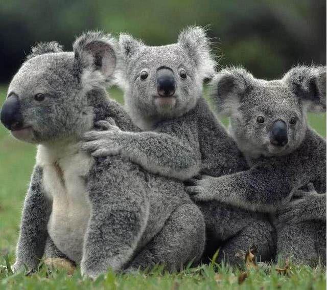 澳大利亚动物，世界活化石博物馆/多种特有生物物种