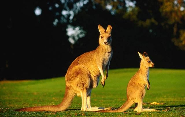 澳大利亚动物，世界活化石博物馆/多种特有生物物种