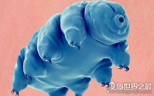 生命力最强的生物，水熊虫寿命是多少年（研究尚在继续）