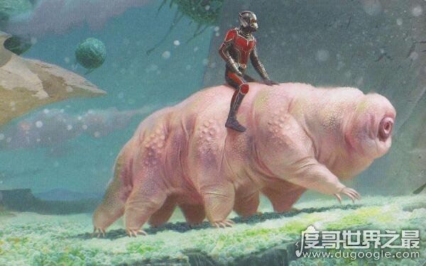 生命力最强的生物，水熊虫寿命是多少年（研究尚在继续）