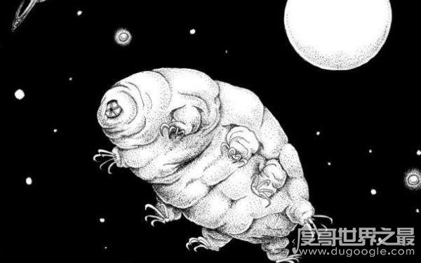 生命力最强的生物，水熊虫寿命是多少年（研究尚在继续）