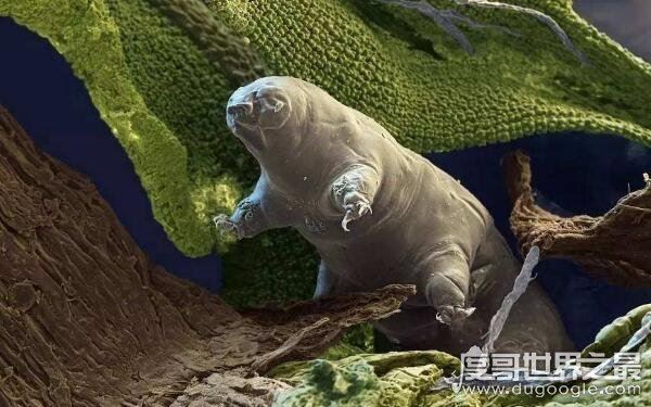 生命力最强的生物,水熊虫寿命是多少年(研究尚在继续)