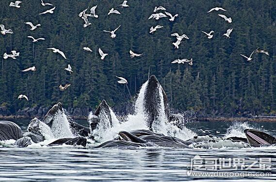 世界六大森林，亚马逊热带雨林乃是地球的绿色心肺