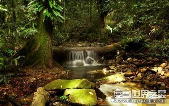 世界六大森林，亚马逊热带雨林乃是地球的绿色心肺