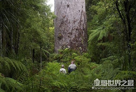 世界六大森林，亚马逊热带雨林乃是地球的绿色心肺