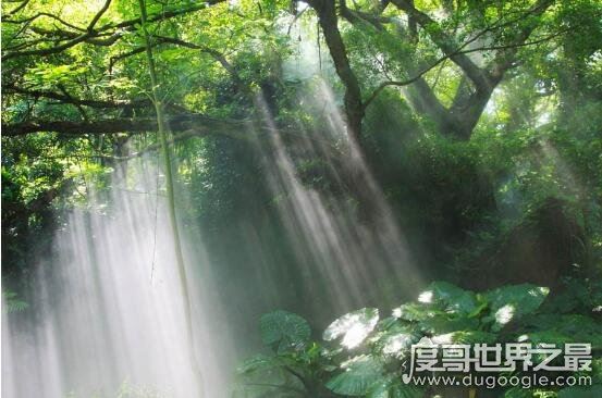 世界六大森林，亚马逊热带雨林乃是地球的绿色心肺