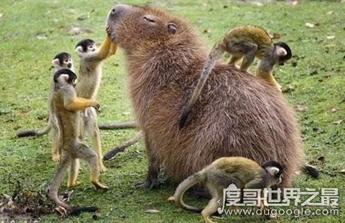 世界上最大的老鼠,身体可长130公分重100斤