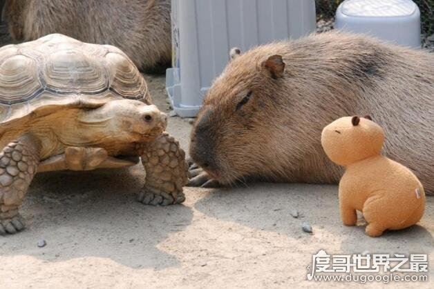世界上最大的老鼠，身体可长130公分重100斤