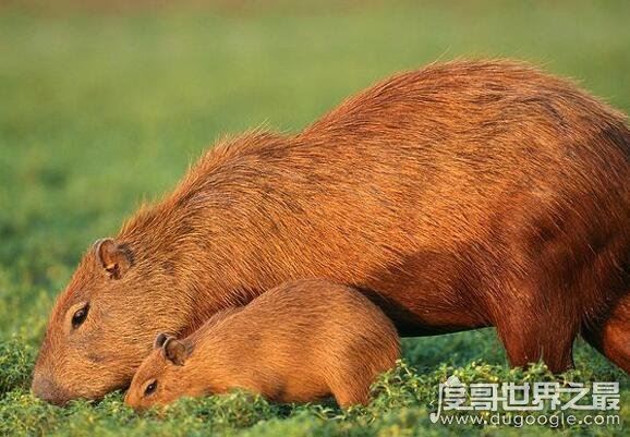 世界上最大的老鼠，身体可长130公分重100斤