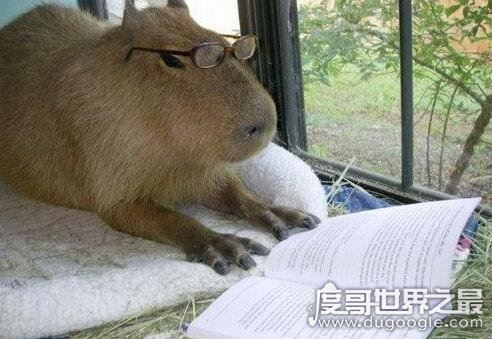 世界上最大的老鼠，身体可长130公分重100斤