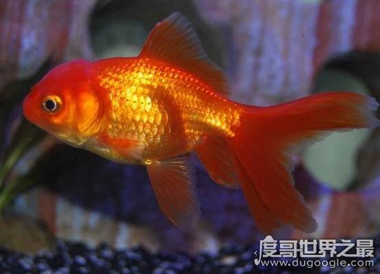 养鱼养几条好，有条件的话养六条或九条是最好的(有利财运)