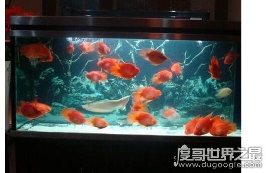 养鱼养几条好，有条件的话养六条或九条是最好的(有利财运)