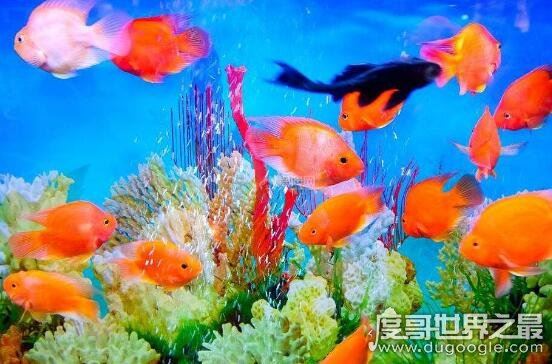 养鱼养几条好，有条件的话养六条或九条是最好的(有利财运)