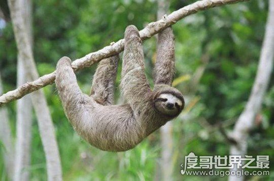 树懒为什么会拉人下水,误将人当作捕食者(传说中的“水鬼”)