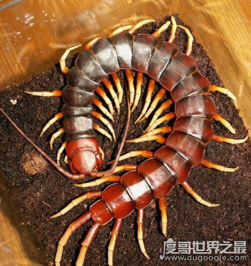 中国红巨龙蜈蚣,一种全身深红在古籍中被称为“天龙”的蜈蚣